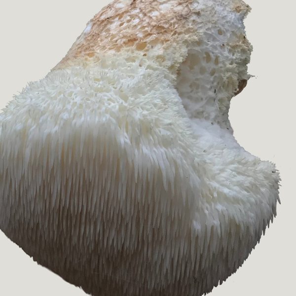 Lion's Mane