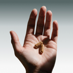 Two Era Vanta capsules resting in an open palm