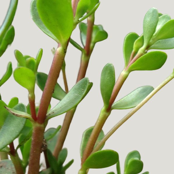 Bacopa monnieri