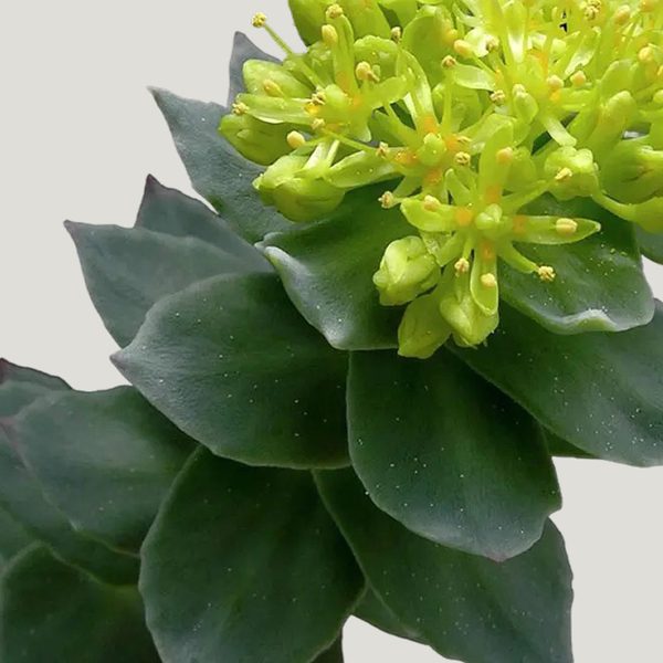 Rhodiola rosea