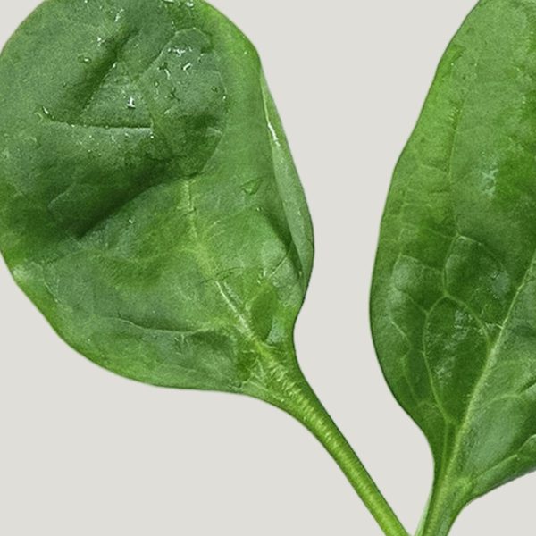 Folate